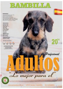 bambilla-adultos