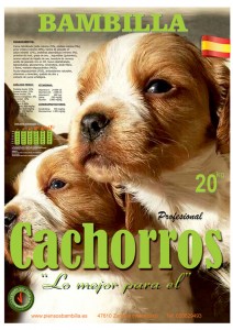 bambilla-cachorros